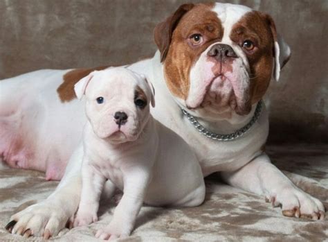 bulldogwager|American Bulldog .